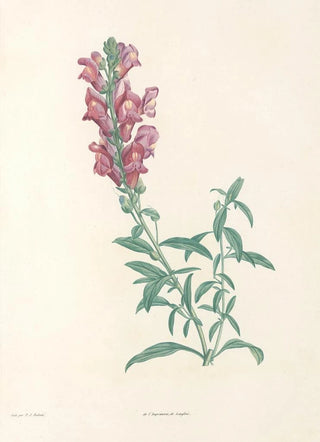 Pierre Joseph Redout - La botanique de J J Rousseau Pl 24.webp