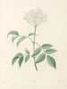 La botanica di J. J. Rousseau Pl 33 - Pierre-Joseph Redouté — vista dell’opera