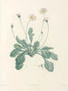 La botanica di J. J. Rousseau Pl 34 - Pierre-Joseph Redouté — vista dell’opera