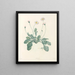 La botanica di J. J. Rousseau Pl 34 - Pierre-Joseph Redouté — quadro incorniciato alla parete