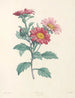 La botanica di J. J. Rousseau Pl 38 - Pierre-Joseph Redouté — vista dell’opera
