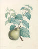 La botanica di J. J. Rousseau Pl 41 - Pierre-Joseph Redouté — vista dell’opera