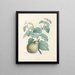 La botanica di J. J. Rousseau Pl 41 - Pierre-Joseph Redouté — quadro incorniciato alla parete
