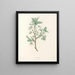 La botanica di J. J. Rousseau Pl 43 - Pierre-Joseph Redouté — quadro incorniciato alla parete