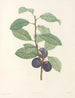 La botanica di J. J. Rousseau Pl 44 - Pierre-Joseph Redouté — vista dell’opera