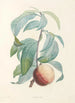 La botanique de J J Rousseau Pl 46 - Pierre Joseph Redouté — vista dell’opera