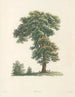 La botanica di J. J. Rousseau Pl 48 - Pierre-Joseph Redouté — vista dell’opera