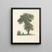 La botanica di J. J. Rousseau Pl 48 - Pierre-Joseph Redouté — quadro incorniciato alla parete