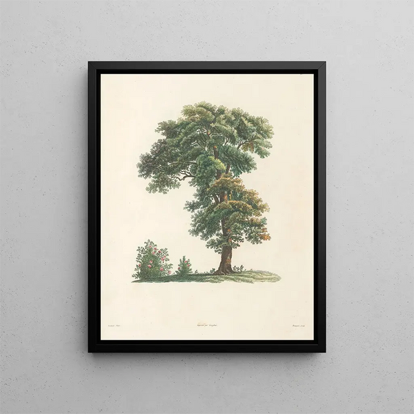 Pierre Joseph Redout - La botanique de J J Rousseau Pl 48.webp