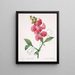 Lathyrus latifolius Pois éternel - Pierre Joseph Redouté — quadro incorniciato alla parete