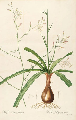 Pierre Joseph Redout - Les liliacees Pl01.webp