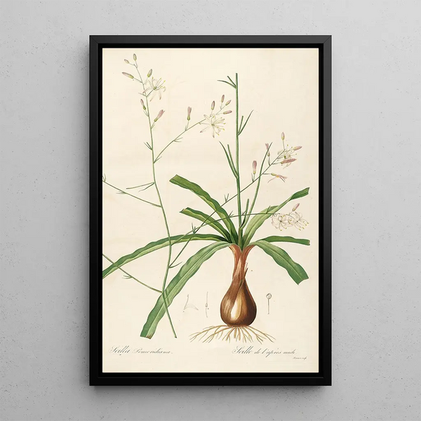 Le liliacee Pl01 - Pierre Joseph Redouté — quadro incorniciato alla parete
