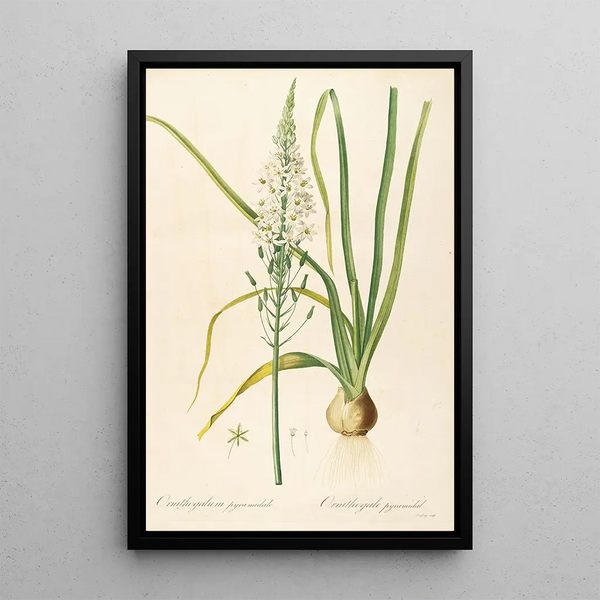 Le liliacee Pl02 - Pierre Joseph Redouté — quadro incorniciato alla parete