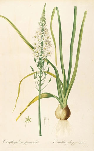 Pierre Joseph Redout - Les liliacees Pl02.webp