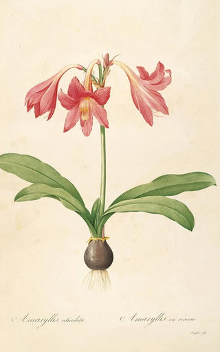 Pierre Joseph Redout - Les liliacees Pl04.webp