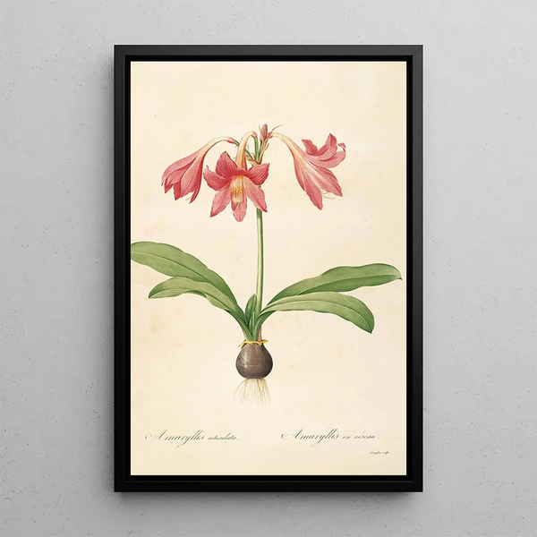 Les liliacées Pl04 - Pierre Joseph Redouté — quadro incorniciato alla parete