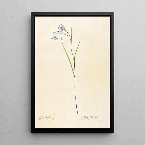 Le liliacee Pl05 - Pierre Joseph Redouté — quadro incorniciato alla parete