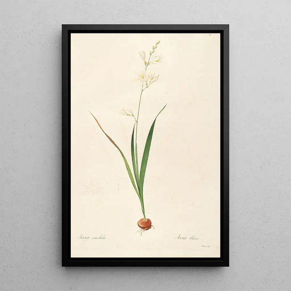 Le lillacee Pl06 - Pierre Joseph Redouté — quadro incorniciato alla parete