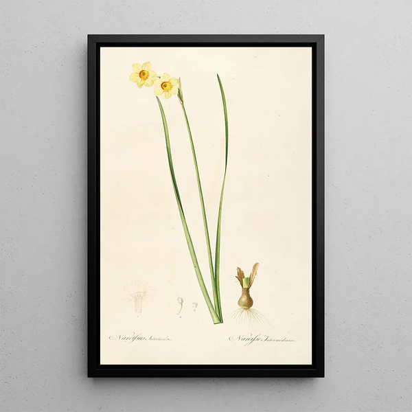 Les liliacées Pl07 - Pierre Joseph Redouté — quadro incorniciato alla parete
