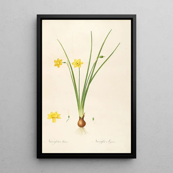 Les liliacées Pl08 - Pierre Joseph Redouté — quadro incorniciato alla parete