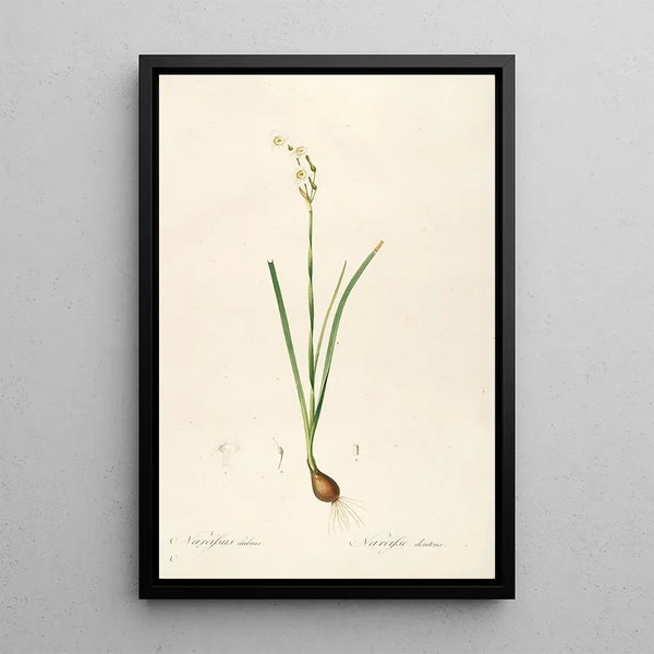 Le lillacee Pl09 - Pierre Joseph Redouté — quadro incorniciato alla parete