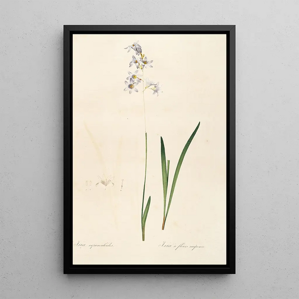 Les liliacées Pl11 - Pierre Joseph Redouté — quadro incorniciato alla parete