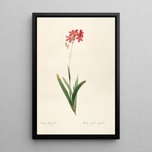 Les liliacées Pl12 - Pierre Joseph Redouté — quadro incorniciato alla parete
