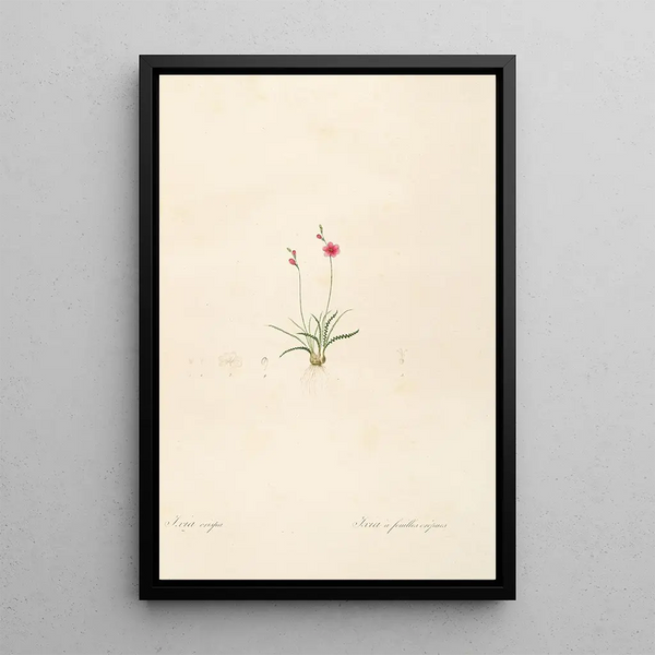 Les liliacées Pl13 - Pierre Joseph Redouté — quadro incorniciato alla parete
