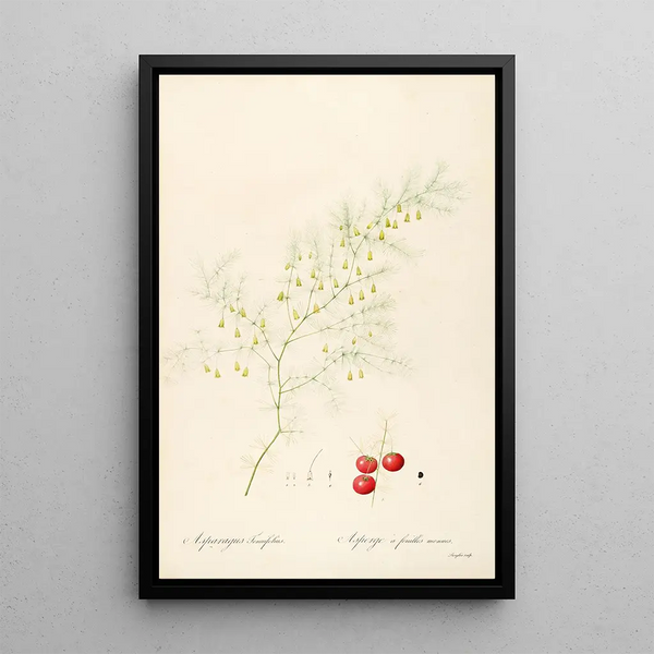 Le lillacee Pl14 - Pierre Joseph Redouté — quadro incorniciato alla parete