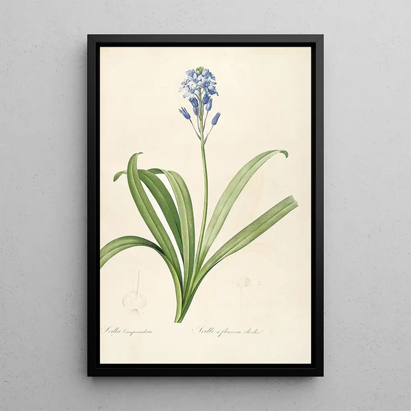Les liliacées Pl15 - Pierre Joseph Redouté — quadro incorniciato alla parete