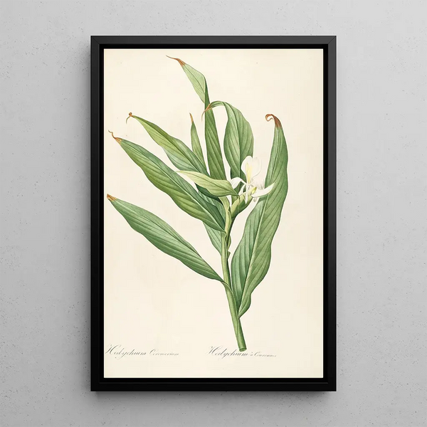 Le liliacee Pl16 - Pierre Joseph Redouté — quadro incorniciato alla parete