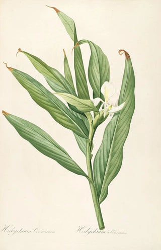 Pierre Joseph Redout - Les liliacees Pl16.webp