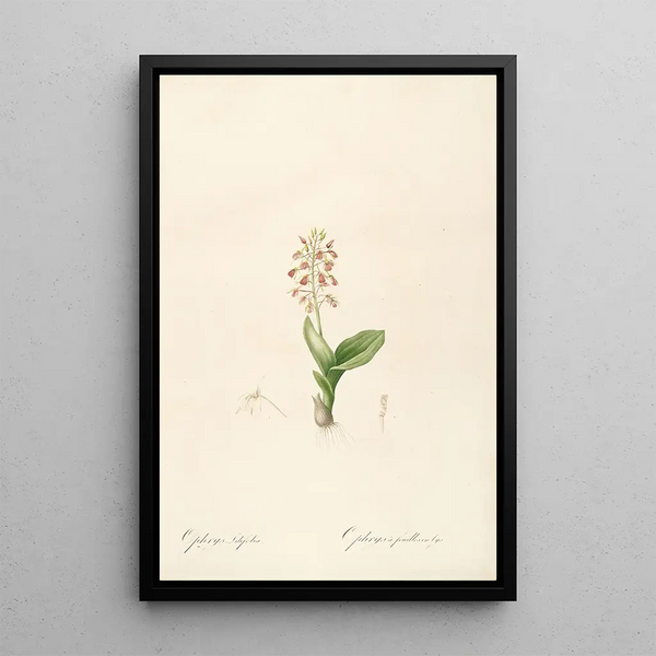 Les liliacées Pl17 - Pierre Joseph Redouté — quadro incorniciato alla parete