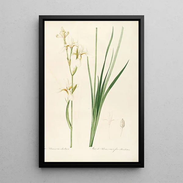 Les liliacées Pl18 - Pierre Joseph Redouté — quadro incorniciato alla parete