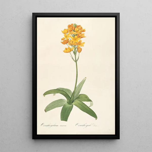 Le lillacee Pl19 - Pierre Joseph Redouté — quadro incorniciato alla parete