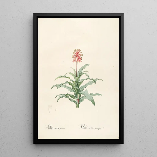 Le liliacee Pl20 - Pierre Joseph Redouté — quadro incorniciato alla parete