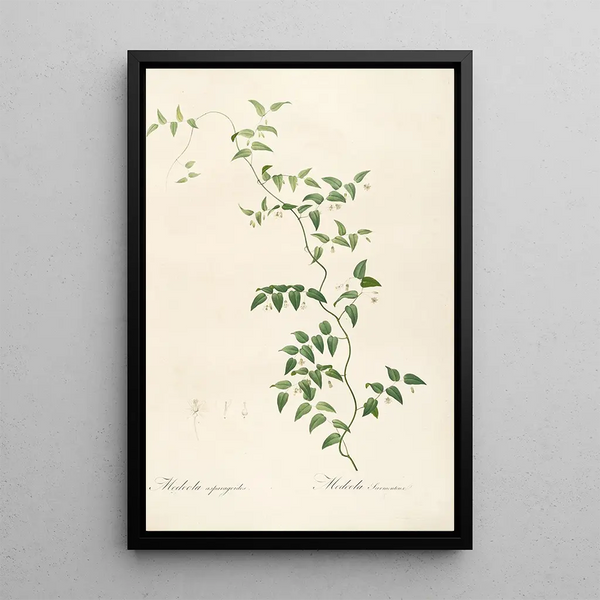 Les liliacées Pl21 - Pierre Joseph Redouté — quadro incorniciato alla parete