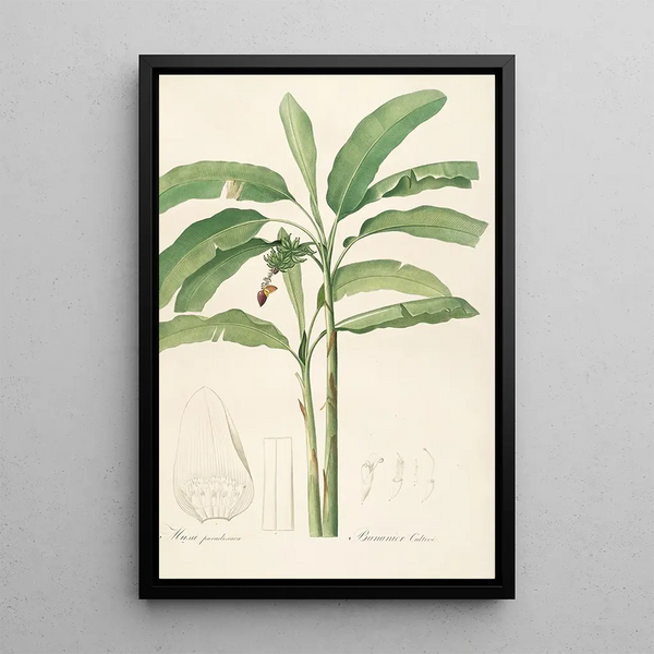 Les liliacées Pl22 - Pierre Joseph Redouté — quadro incorniciato alla parete