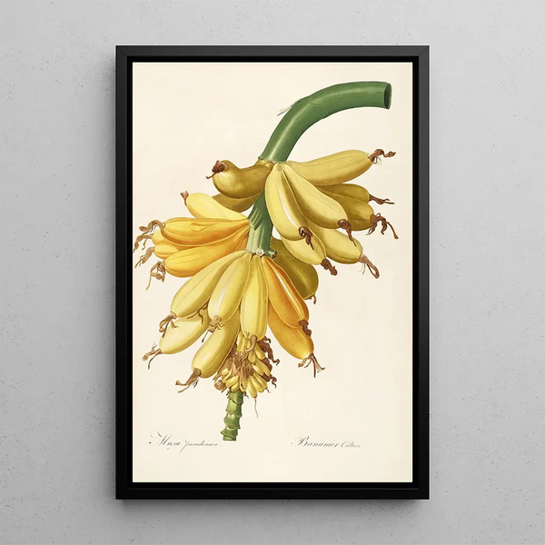 Le liliacee Pl23 - Pierre Joseph Redouté — quadro incorniciato alla parete