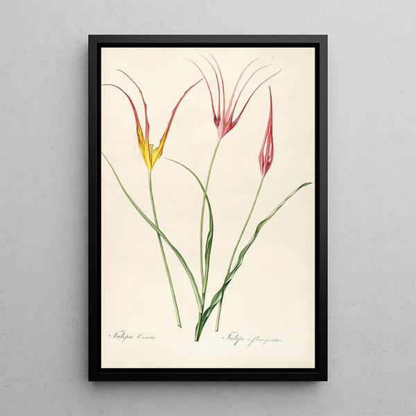 Le liliacee Pl24 - Pierre Joseph Redouté — quadro incorniciato alla parete