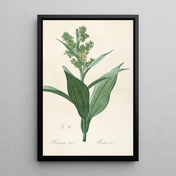Le lillacee Pl26 - Pierre Joseph Redouté — quadro incorniciato alla parete