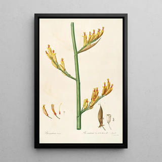 Pierre Joseph Redout - Les liliacees Pl28.webp