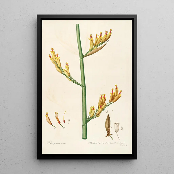 Le lillacee Pl28 - Pierre Joseph Redouté — quadro incorniciato alla parete