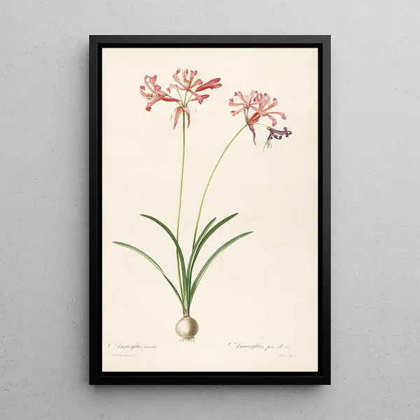Le liliacee Pl29 - Pierre Joseph Redouté — quadro incorniciato alla parete