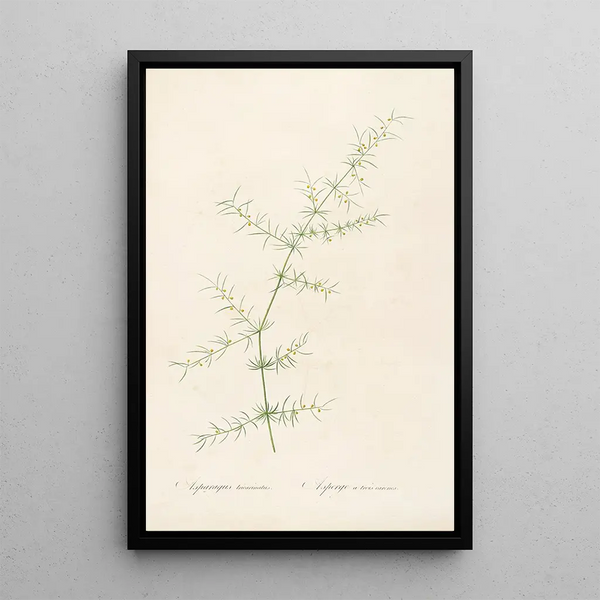 Le liliacee Pl30 - Pierre Joseph Redouté — quadro incorniciato alla parete