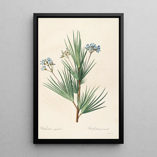 Pierre Joseph Redout - Les liliacees Pl32.webp