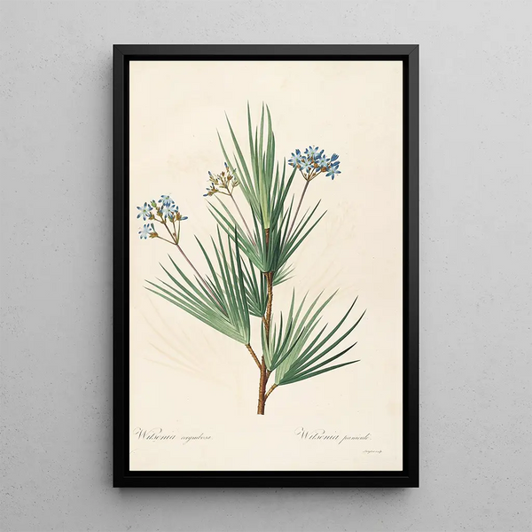 Le liliacee Pl32 - Pierre Joseph Redouté — quadro incorniciato alla parete