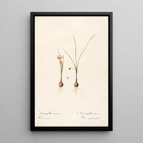 Les liliacées Pl33 - Pierre Joseph Redouté — quadro incorniciato alla parete