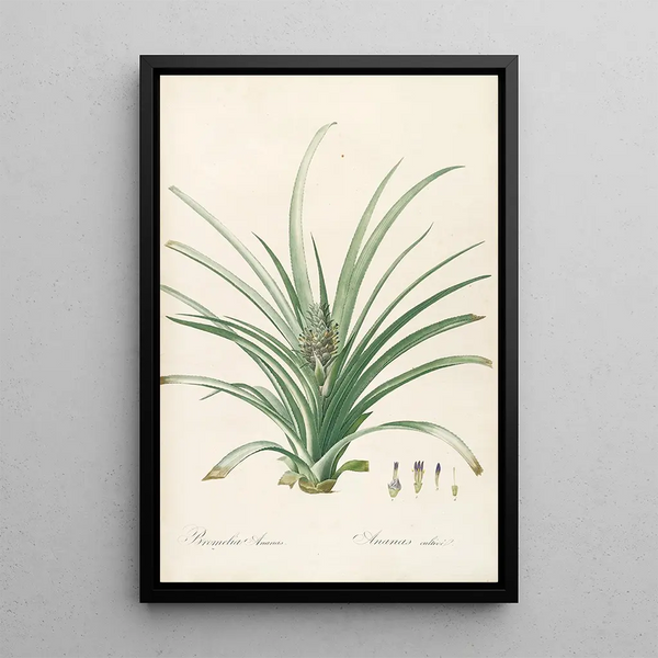 Les liliacées Pl34 - Pierre Joseph Redouté — quadro incorniciato alla parete