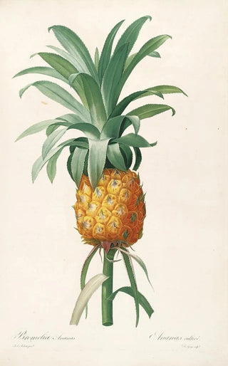 Pierre Joseph Redout - Les liliacees Pl35.webp